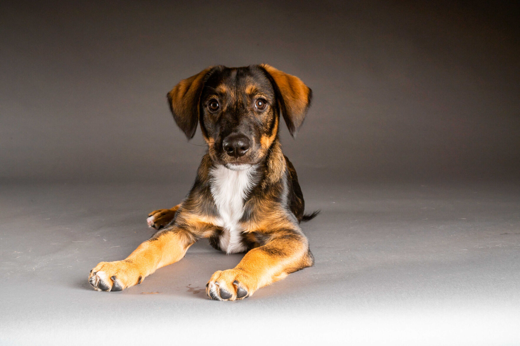 PUPPY BOWL XVII